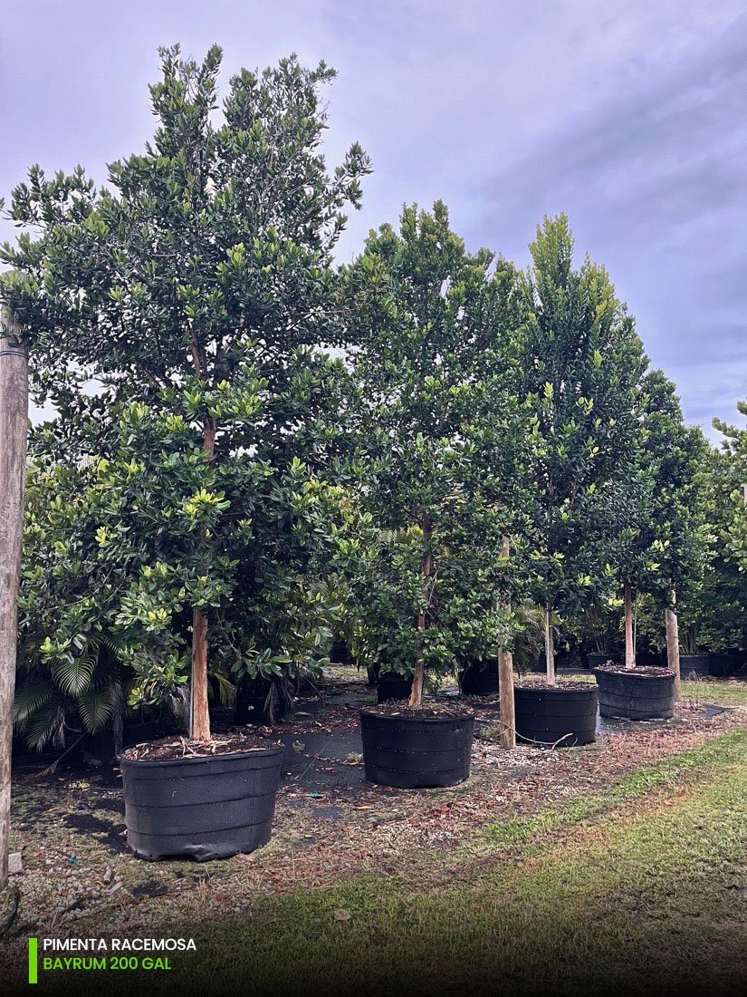 200 gallons pimenta racemosa tree nursery homestead