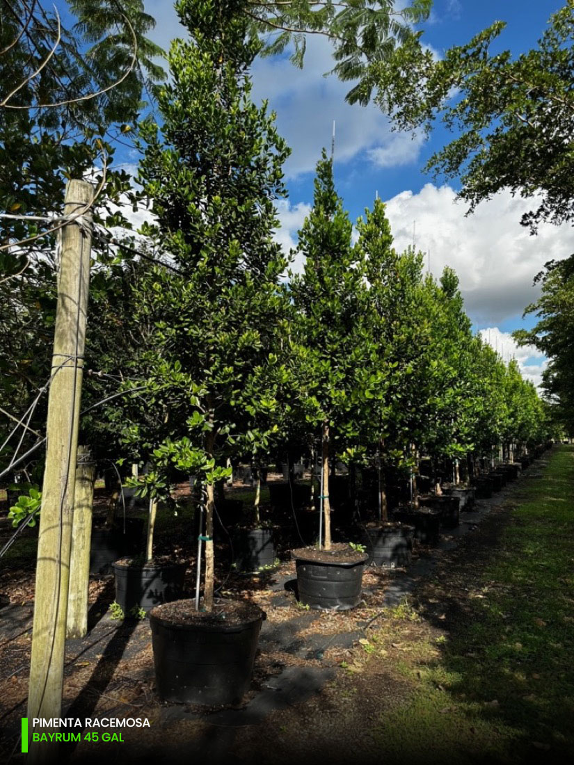 45 gallons pimenta racemosa at tree nursery