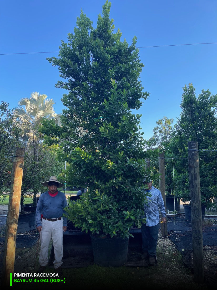 100 gallon multitrunk bayrum tree for sale