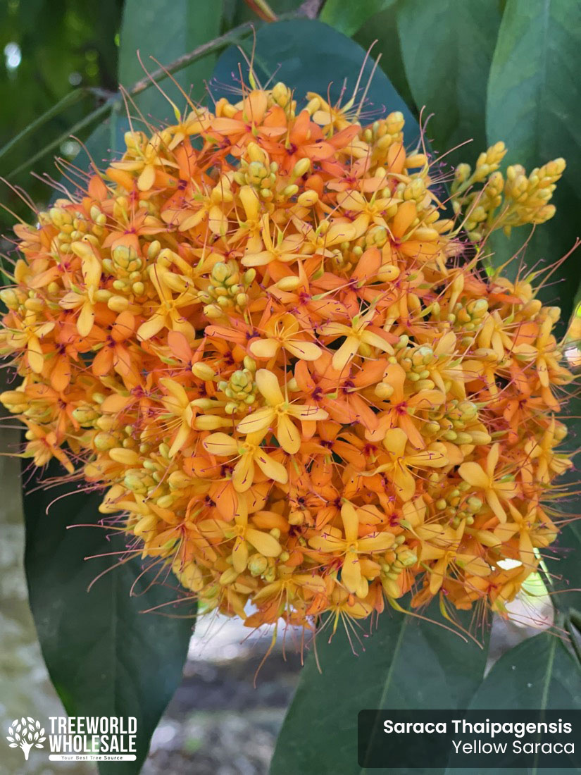 flower saraca thaipengensis yellow saraca
