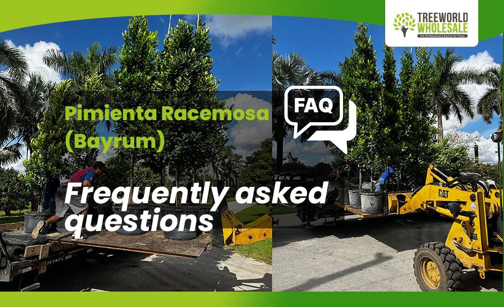 bayrum tree FAQ