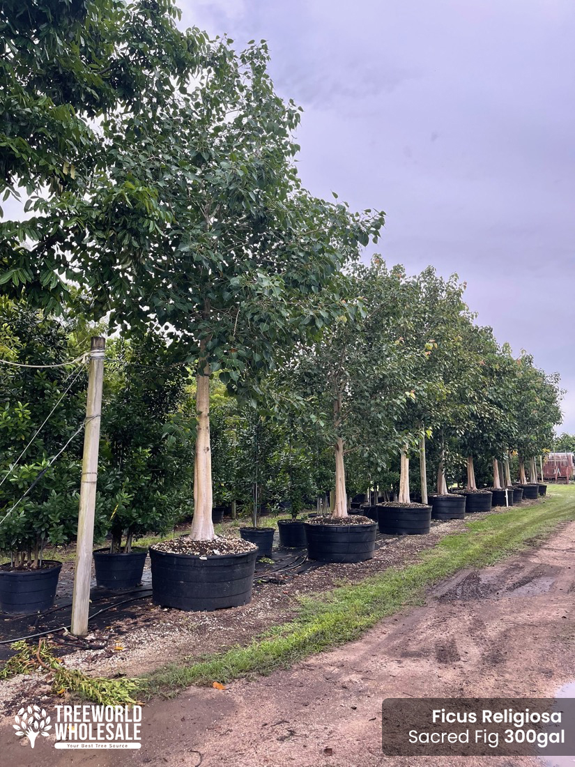 ficus religiosa - sacred fig 300 gallons