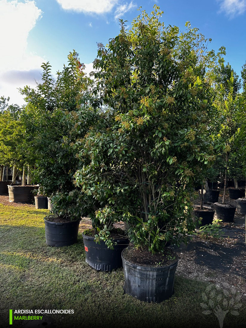 ardisia escallonoides - marlberry