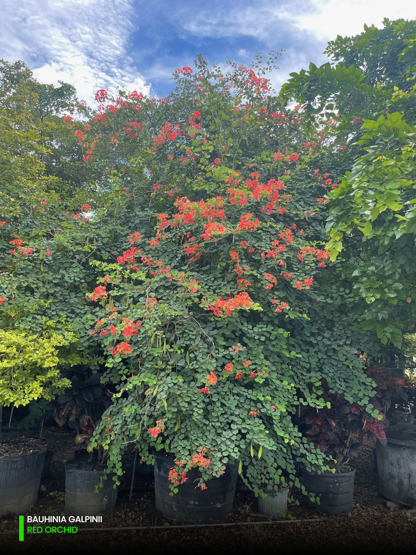 bauhinia galpinii -red orchid - pride of cape