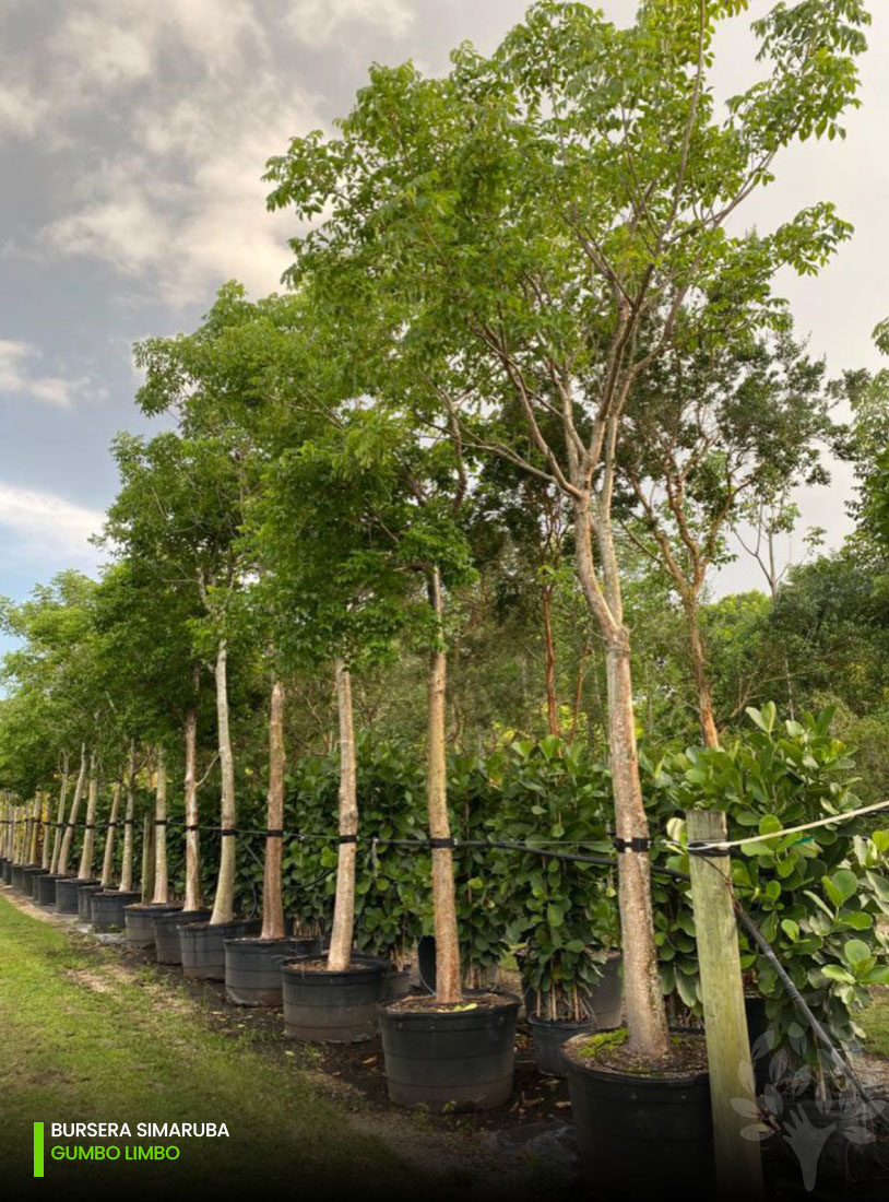 bursera simaruba - gumbo limbo