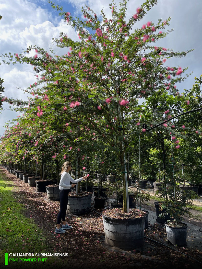 calliandra surinamisensis - pink powderpuff