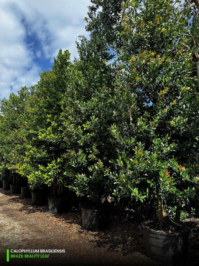 calophyllum brasiliensis - brazil beautyleaf