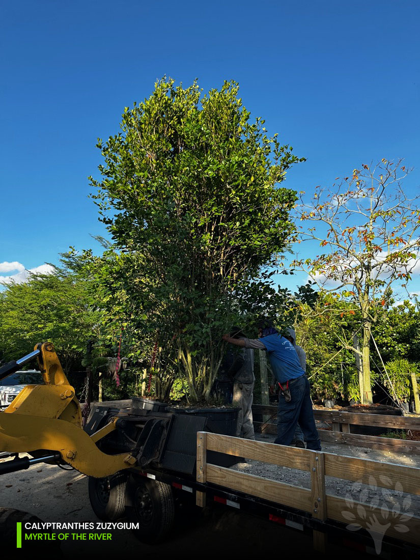 calyptranthes zuzygium - myrtle of the river