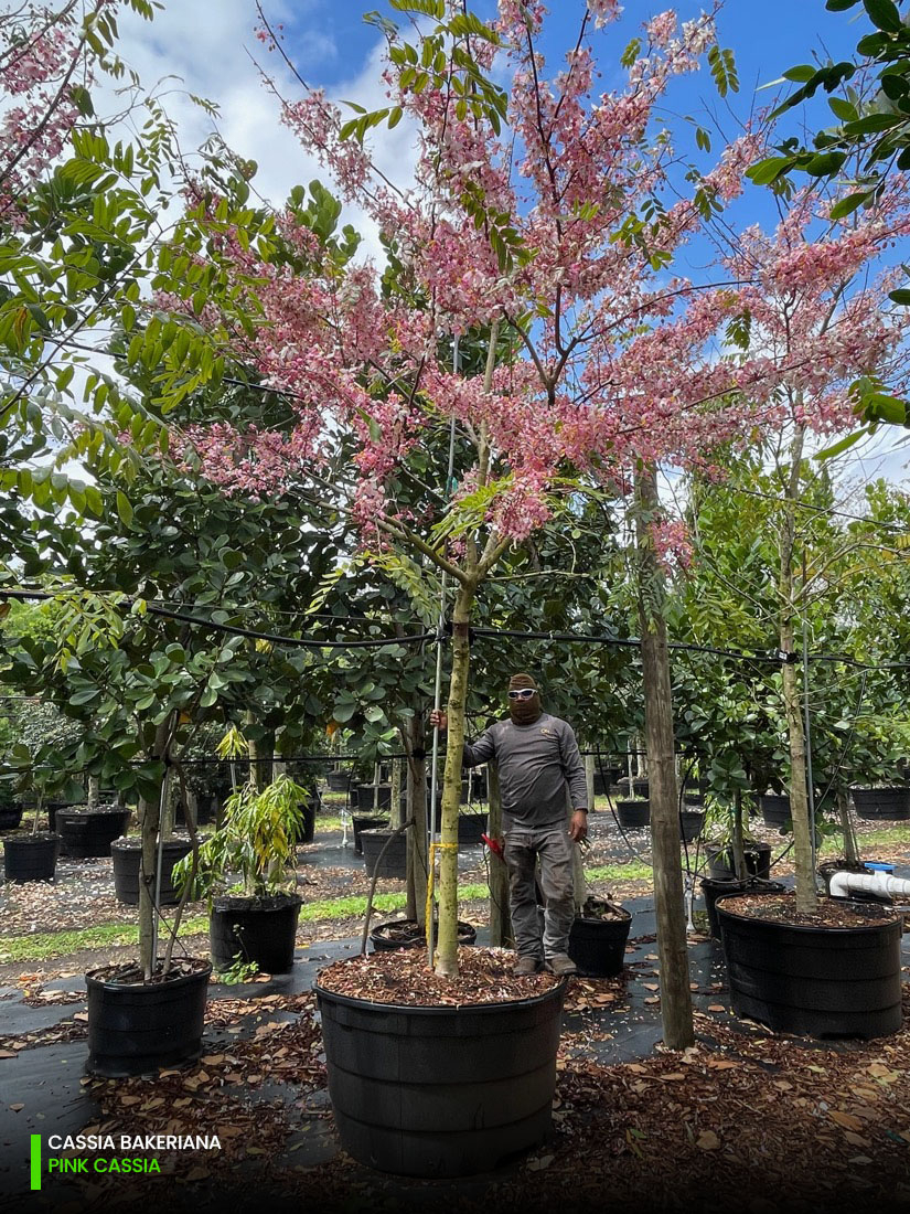 cassia bakeriana - pink cassia