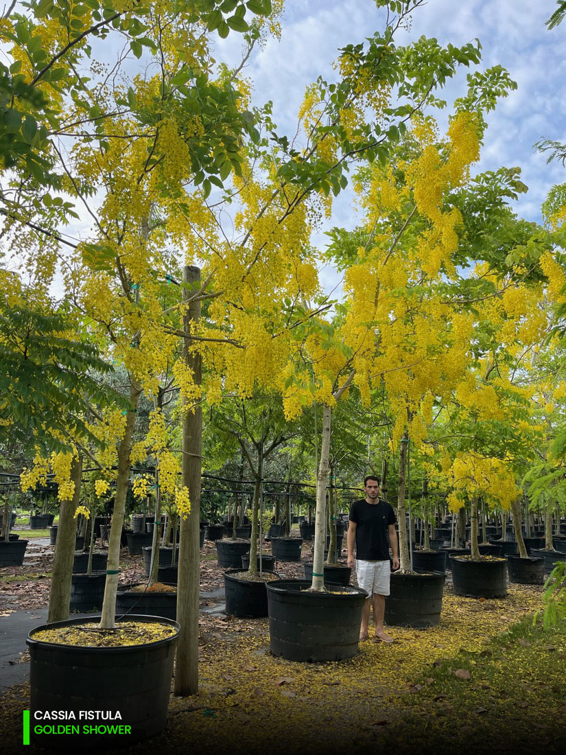 cassia fistula - golden shower tree