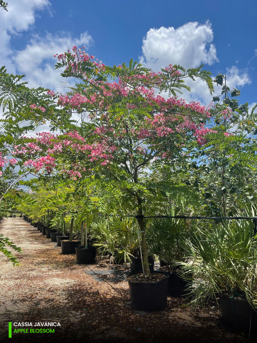 cassia javanica - apple blossom