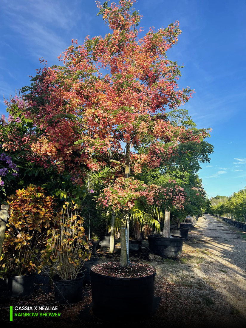 cassia x nealiae - rainbow shower tree