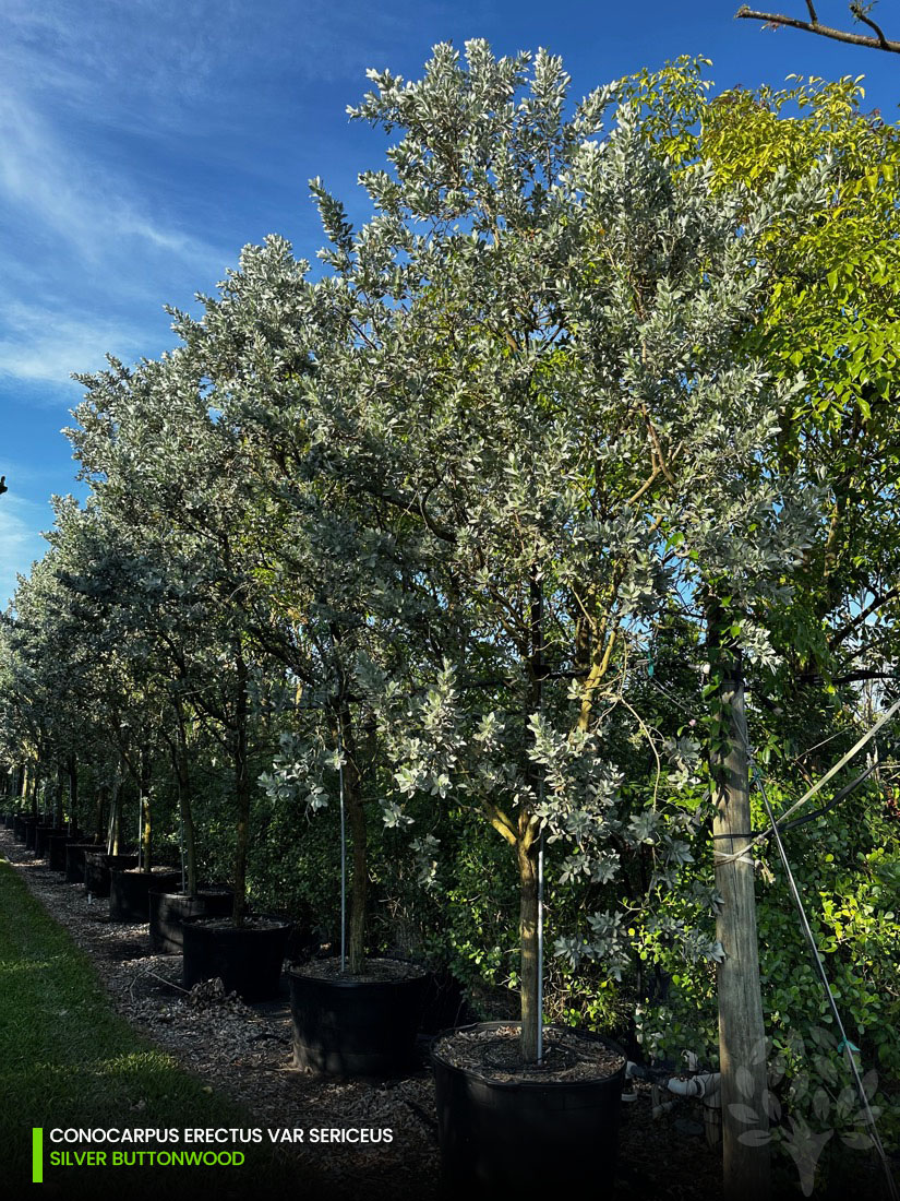 conocarpus erectus var sericeus - silver buttonwood