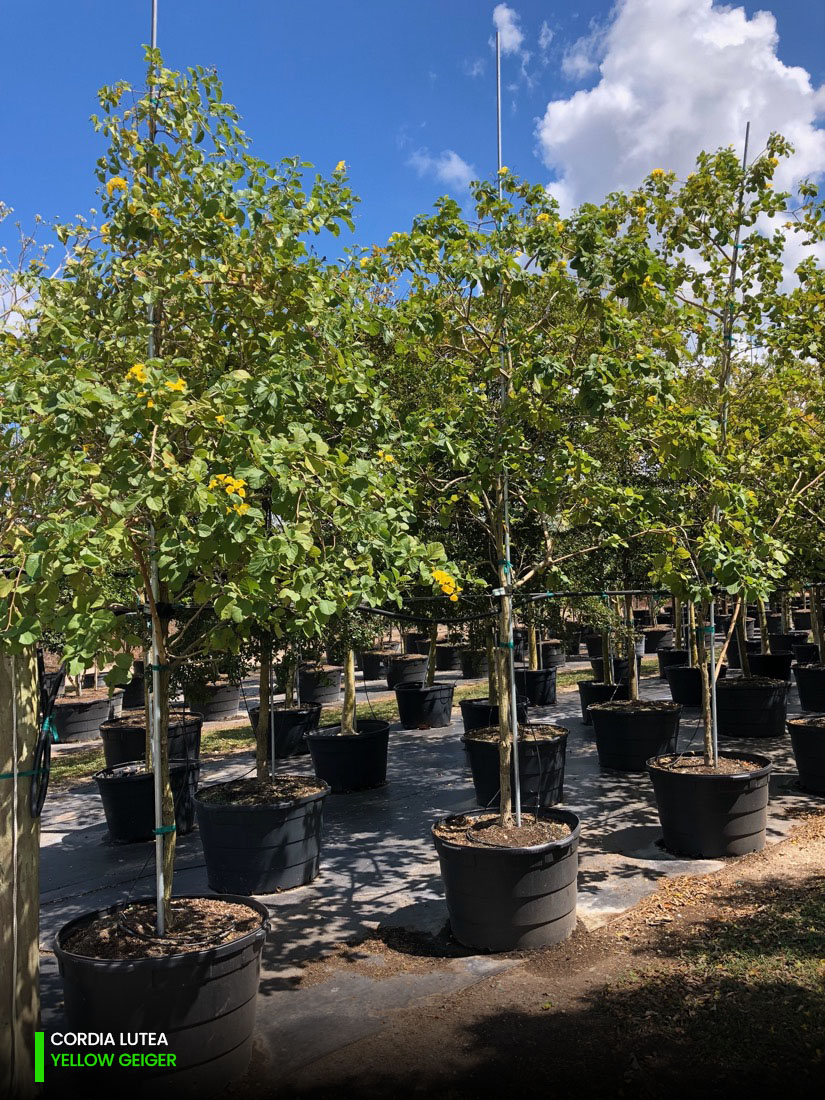 cordia lutea - yellow geiger 45 gallons