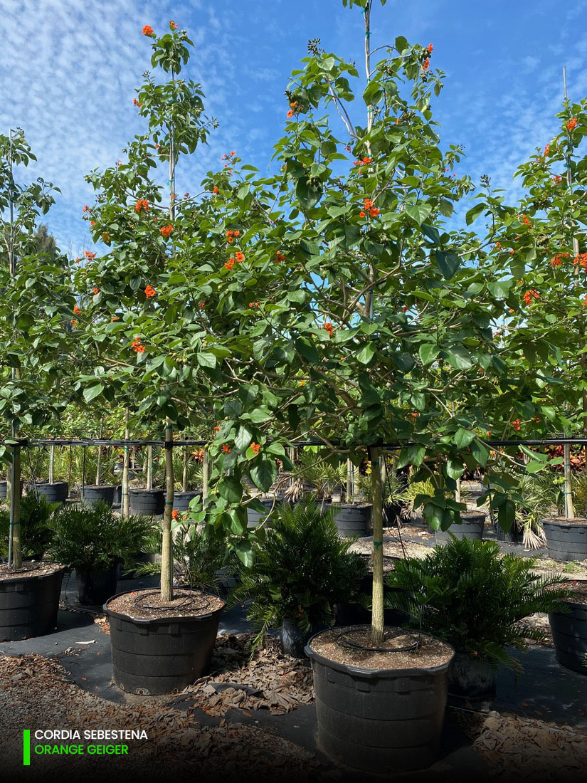 cordia sebestena - orange geiger