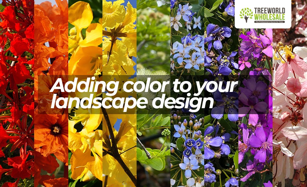 color in landscape design