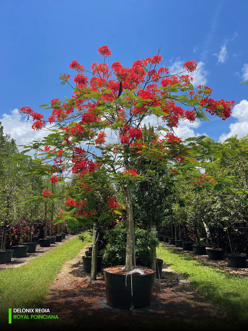 delonix regia - royal poinciana