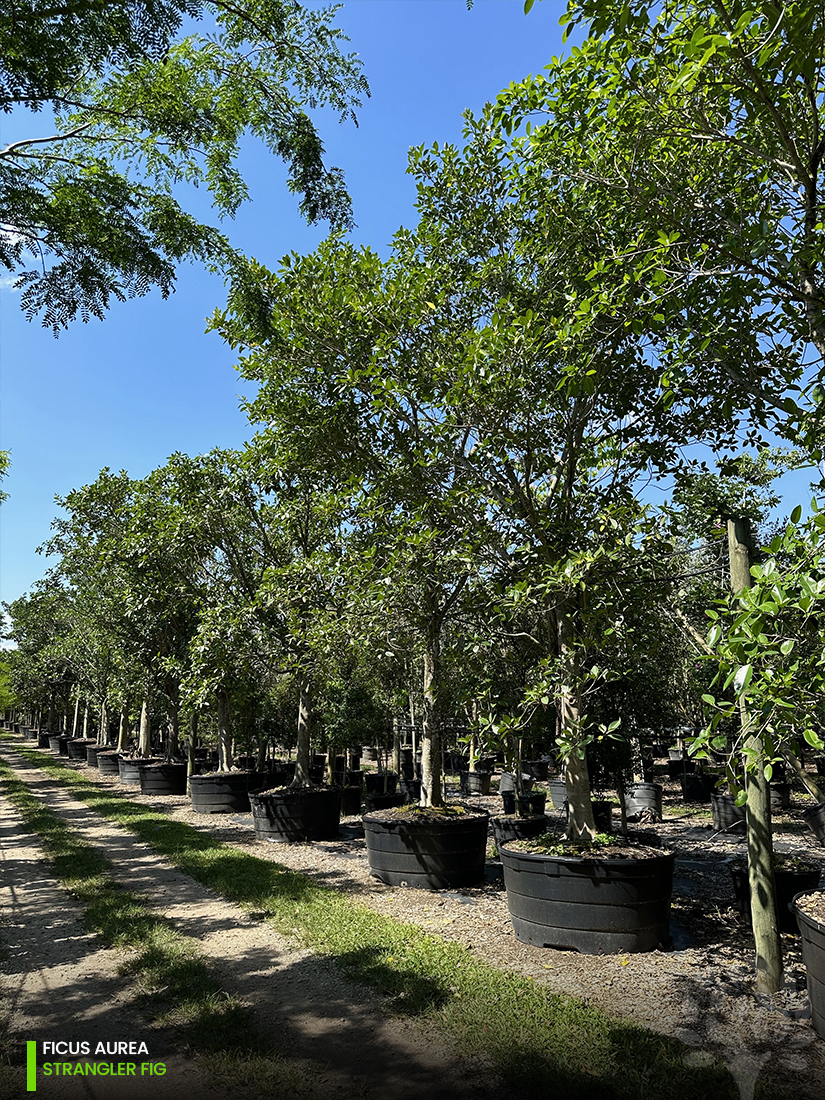 ficus aurea - florida strangler fig