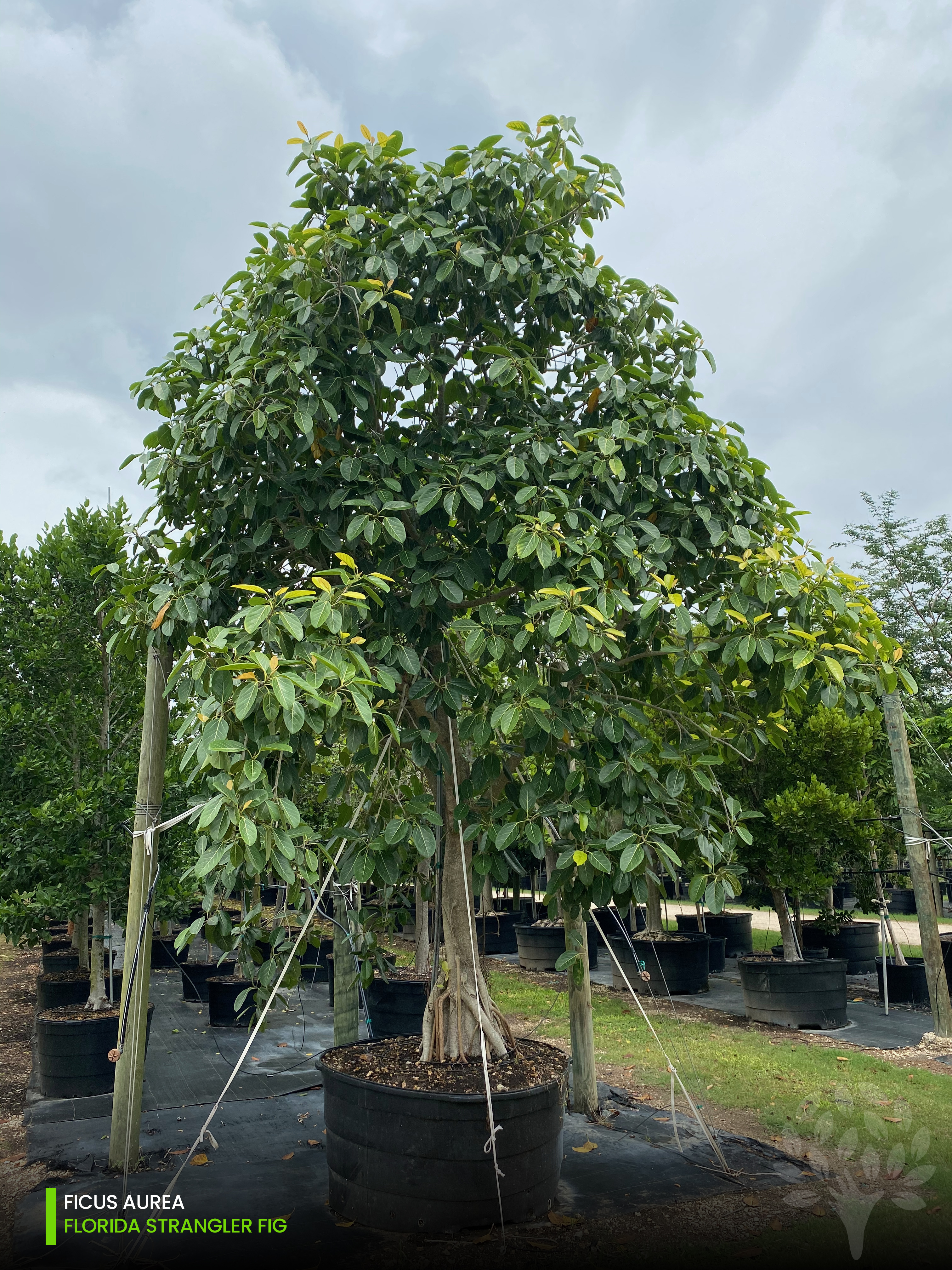 ficus aurea - florida strangler fig