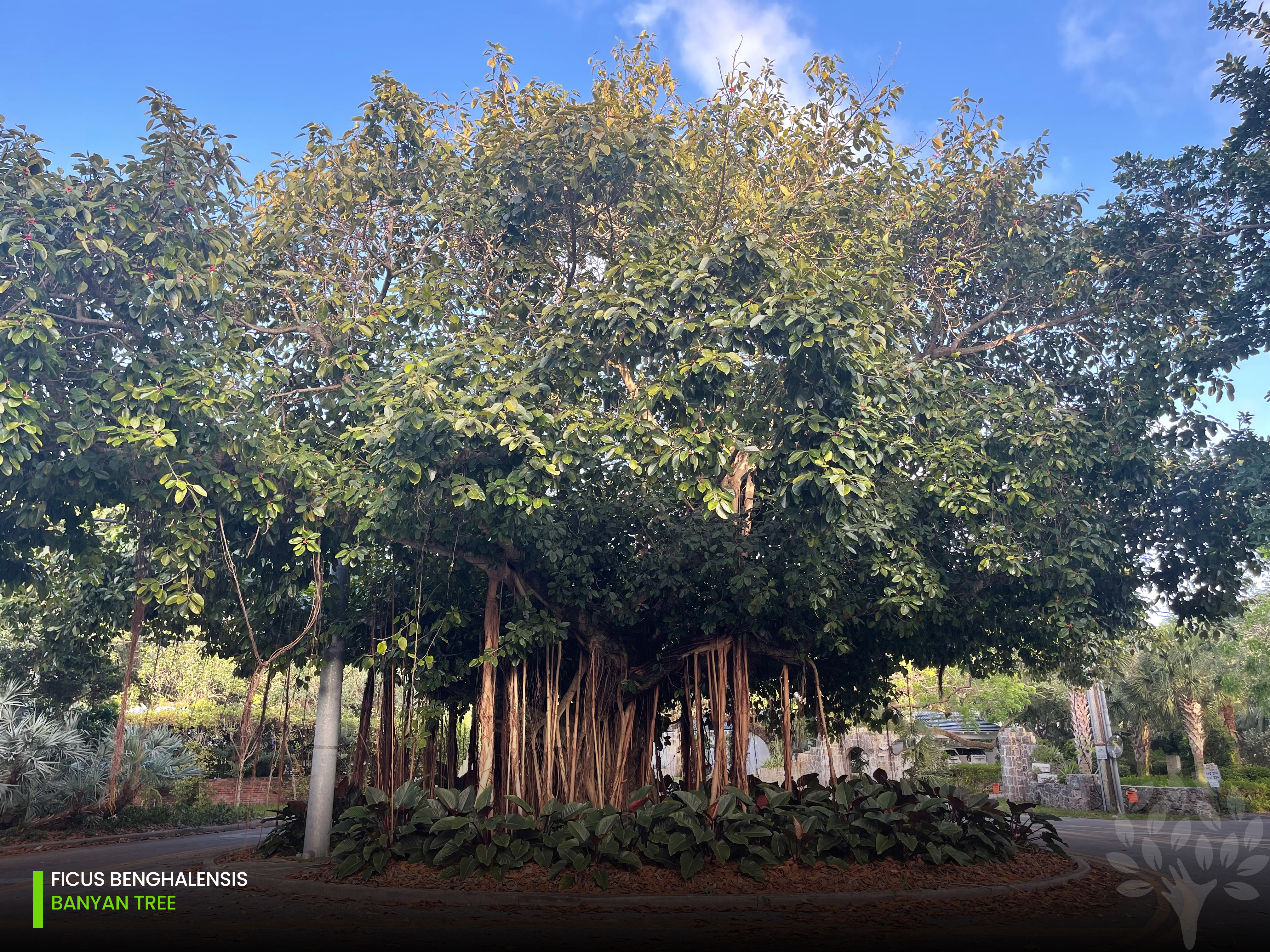 ficus benghalensis - banyan tree