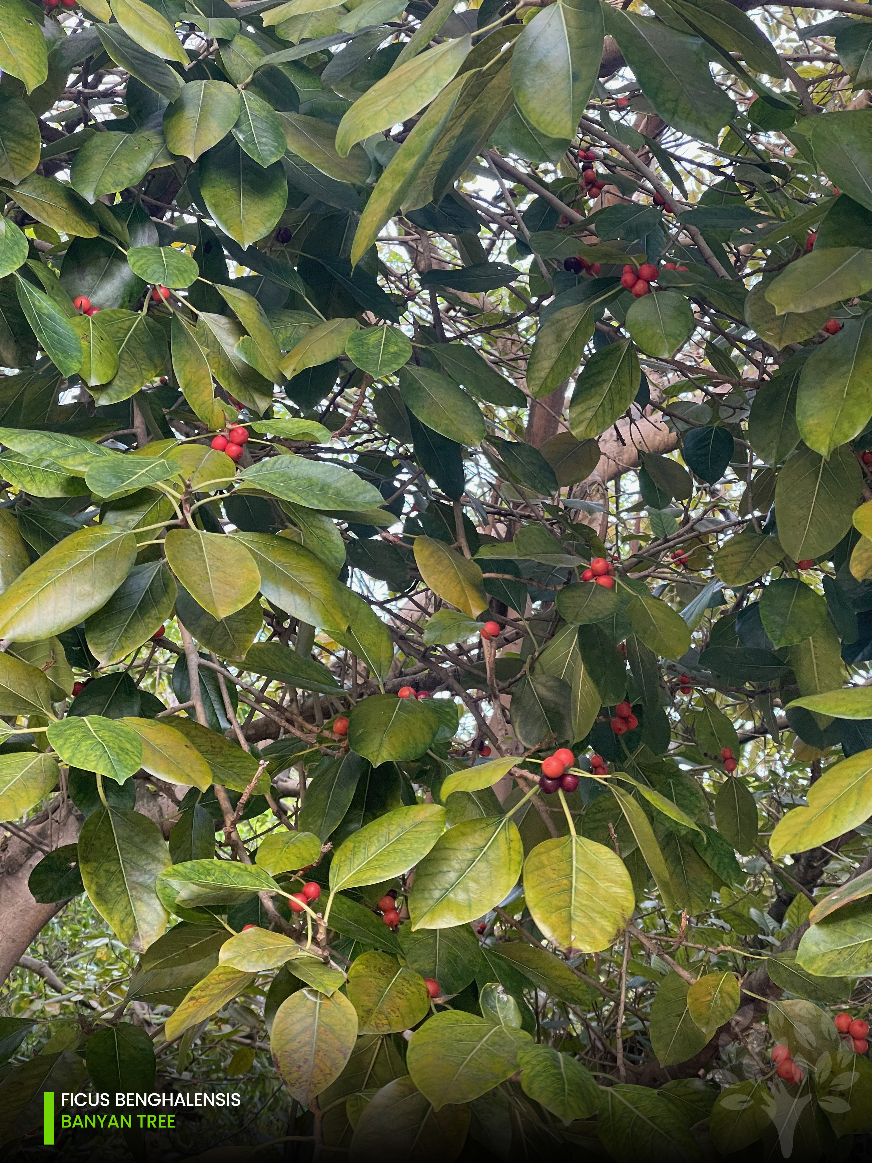 ficus benghalensis - banyan tree