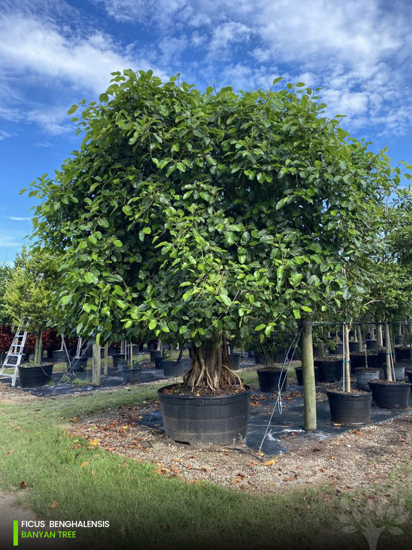 ficus benghalensis - banyan tree