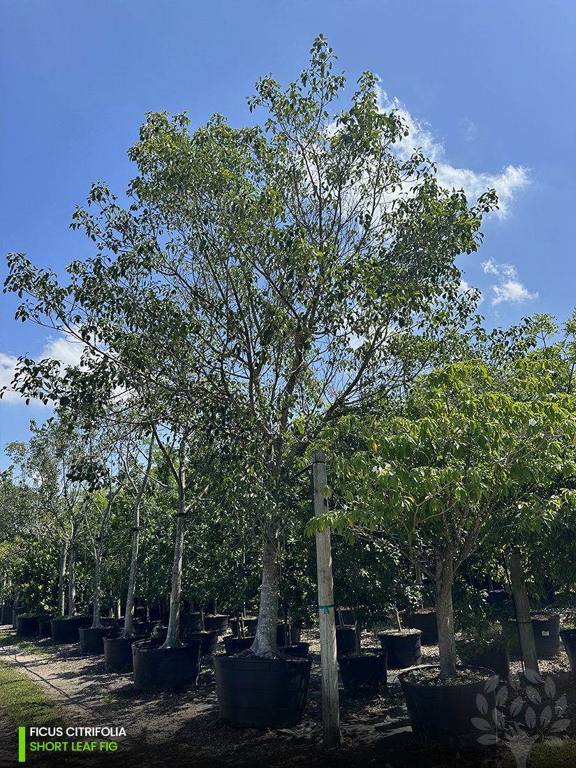 ficus citrifolia - short leaf fig