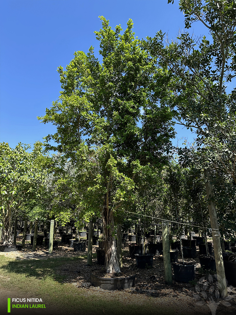 ficus nitida - indian laurel