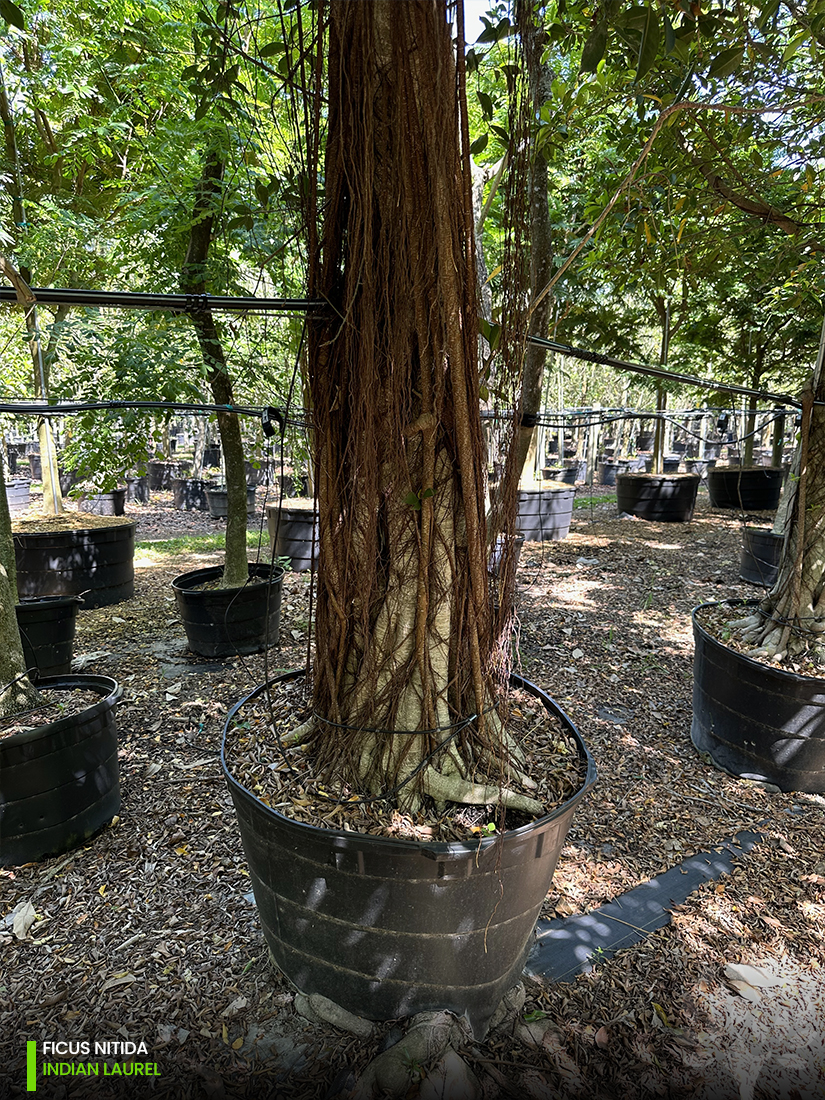 ficus nitida indian laurel