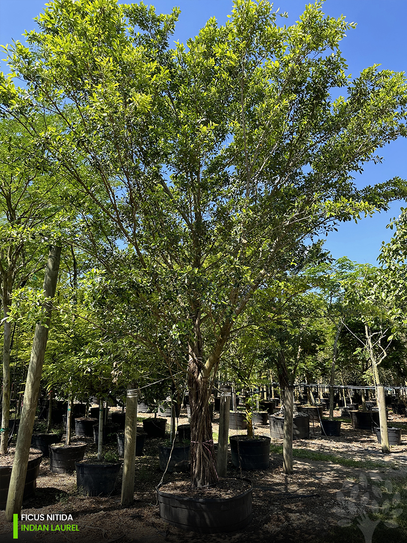 ficus nitida indian laurel