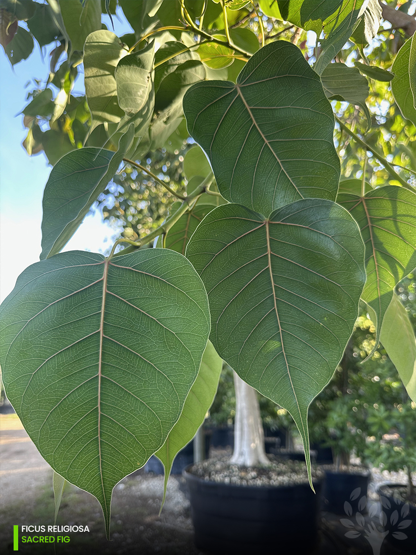 leaves ficus religiosa - sacred fig