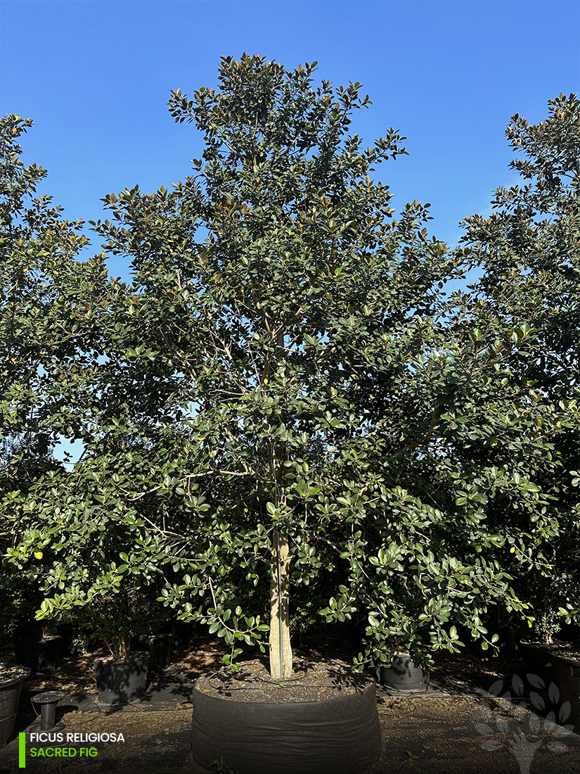 ficus religiosa - sacred fig