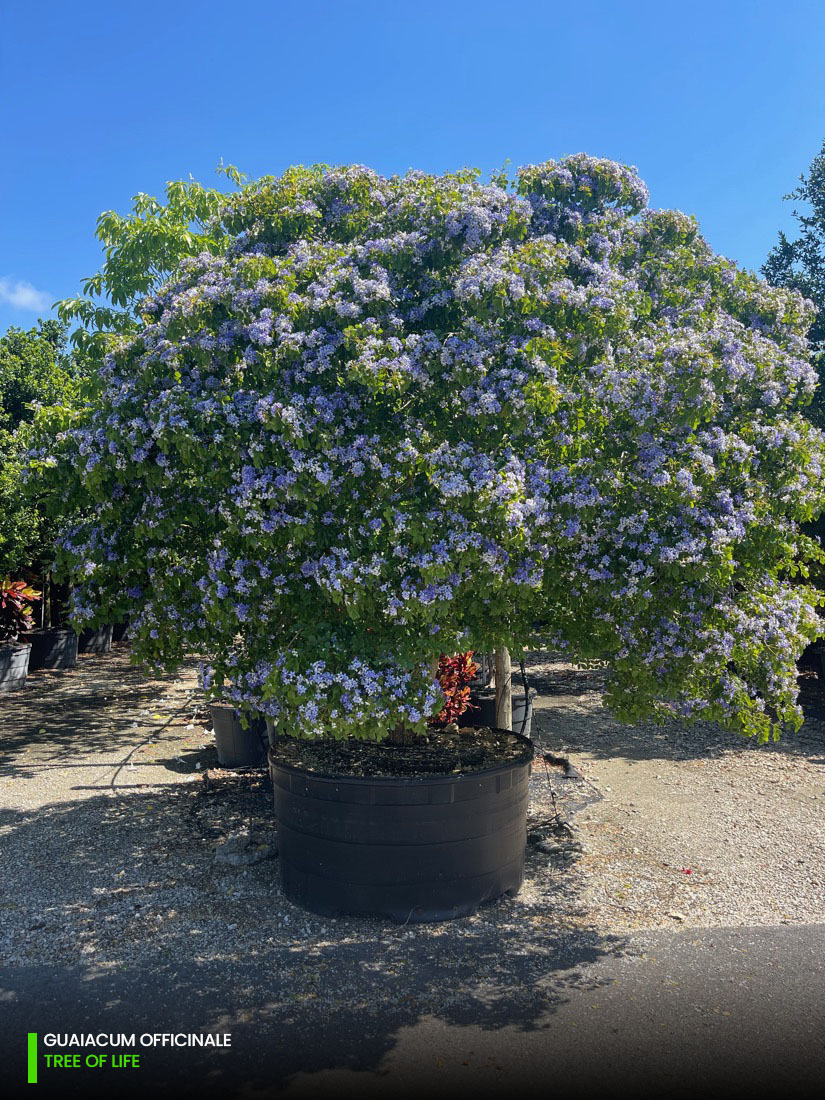 guaiacum officinale - tree of life