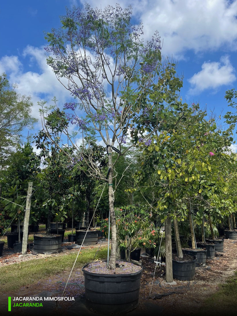 jacaranda mimosifolia - jacaranda