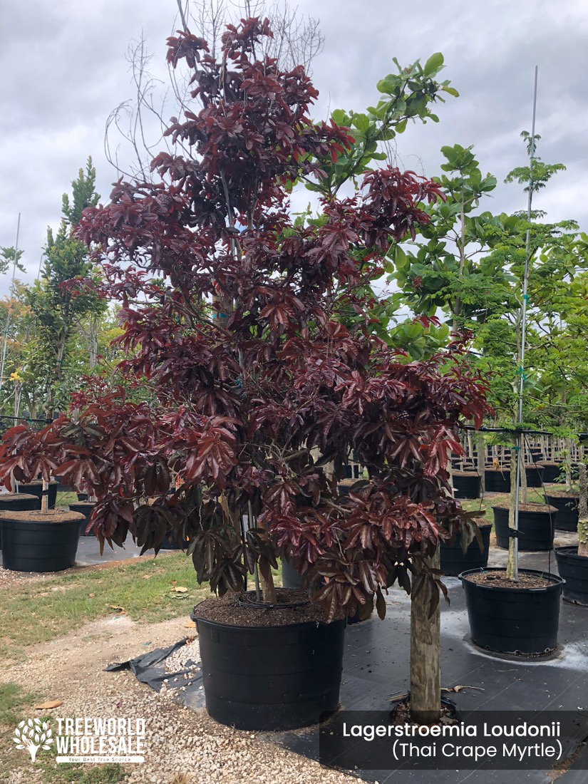 lagerstroemia loudonii -thai crape myrtle