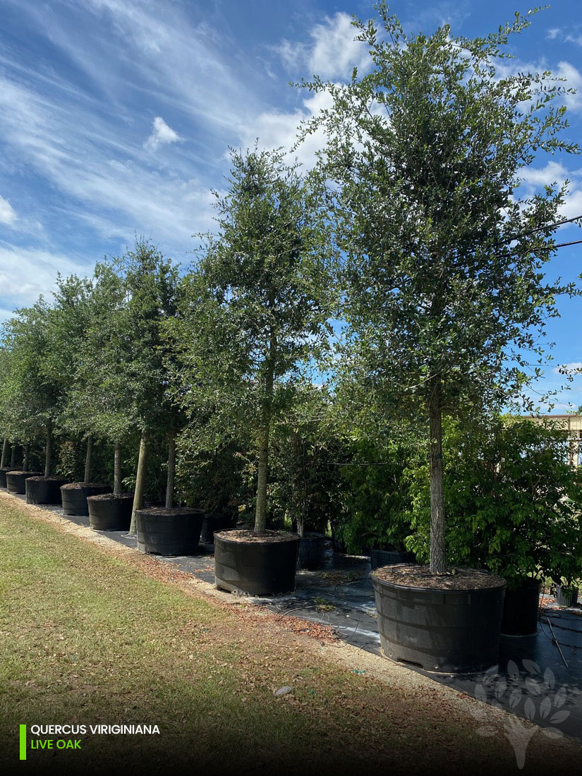 quercus viriginiana - live oak