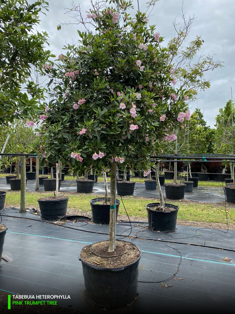 tabebuia heterophylla - pink trumpet tree - 45 gallons