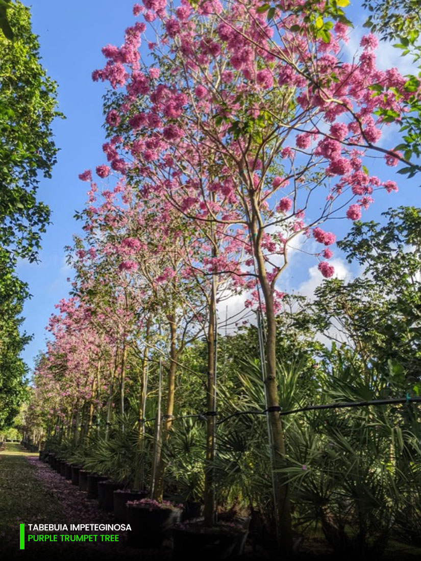 tabebuia impetiginosa - purple trumpet tree