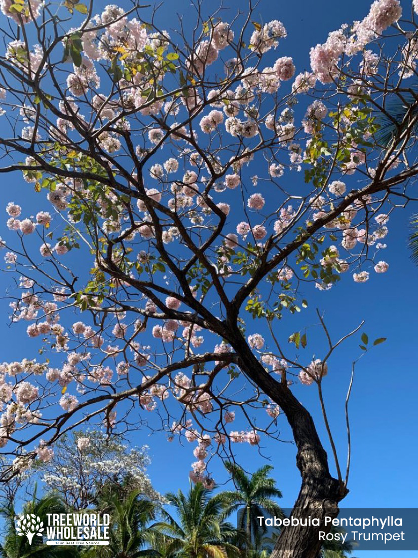 tabebuia pentaphylla - rosy trumpet tree