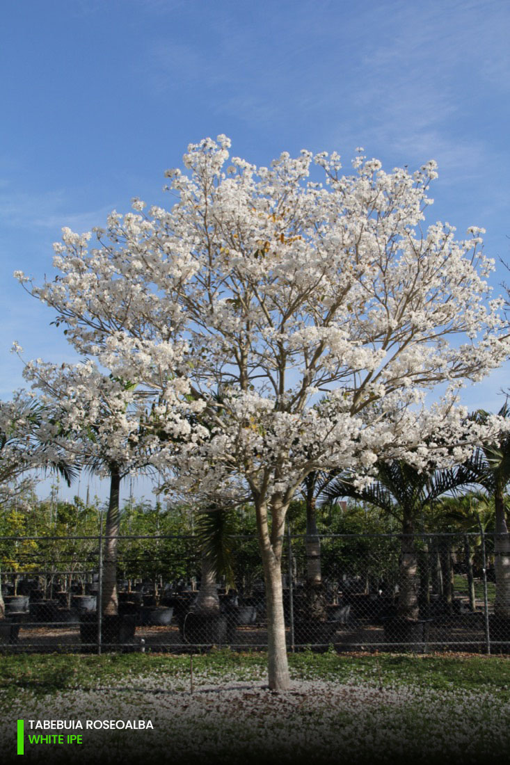 tabebuia roseoalba - white ipe