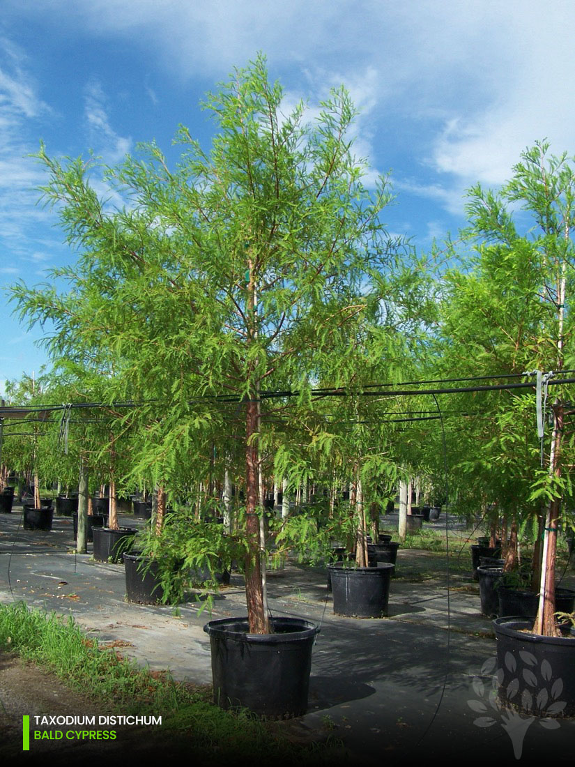 taxodium distichum - bald cypress