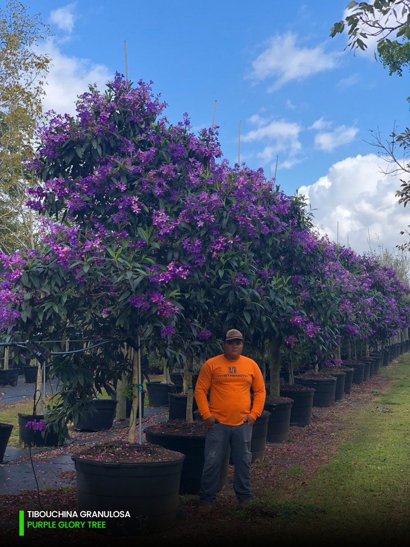 tibouchina granulosa - purple glory tree - 100 gallons