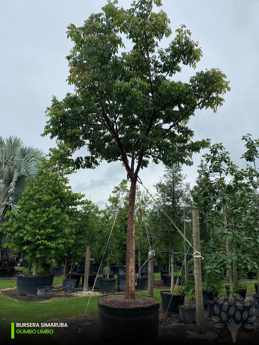 bursera simaruba - gumbo limbo