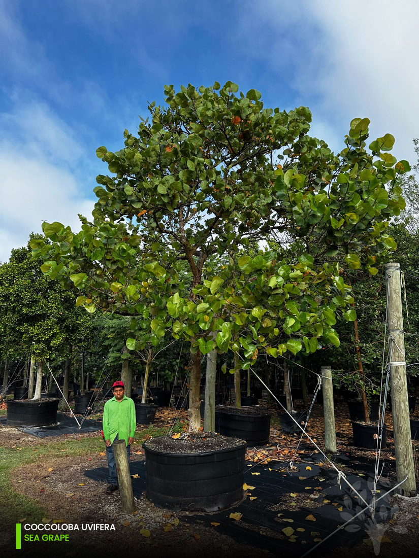 coccoloba uvifera - seagrape