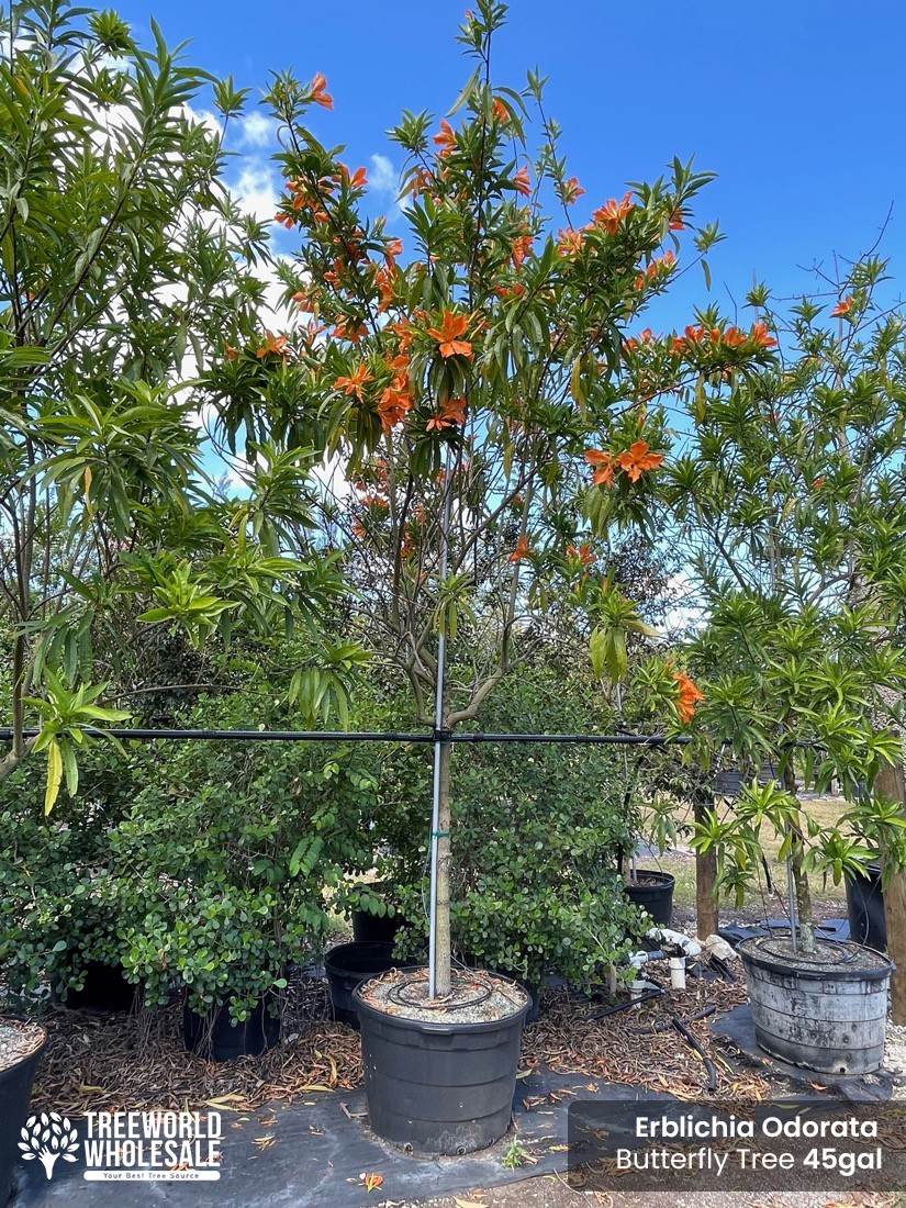 erblichia odorata - butterfly tree-45 gallons