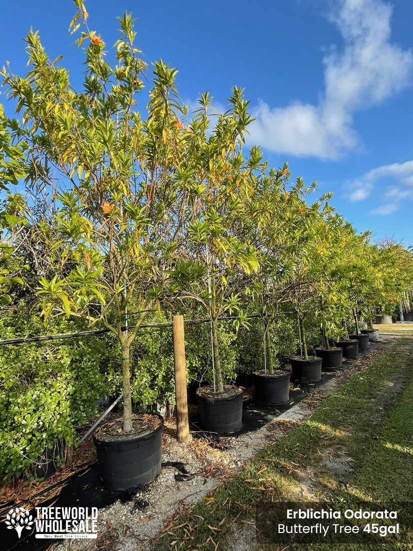 erblichia odorata - butterfly tree-45 gallons treeworld wholesale