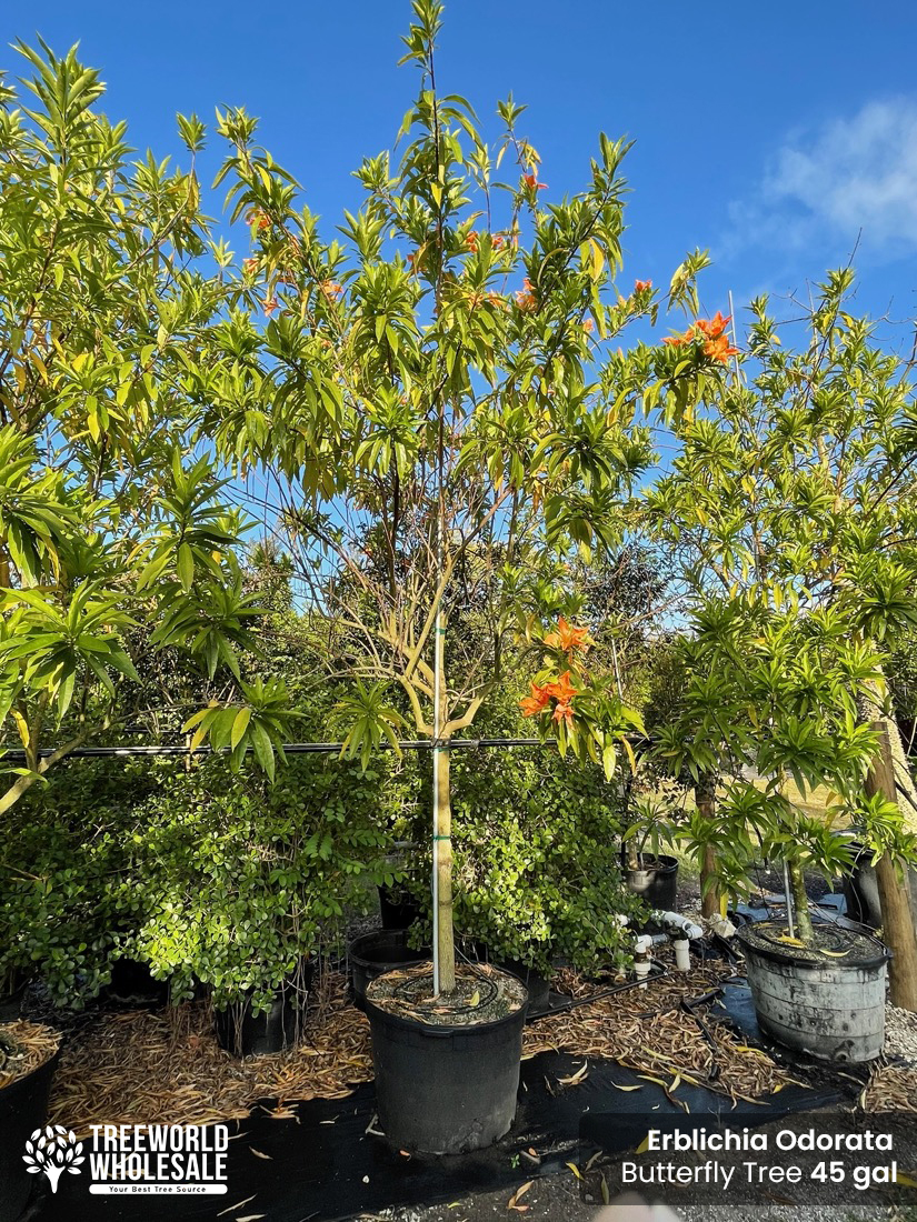 erblichia odorata - butterfly tree-45 gallons