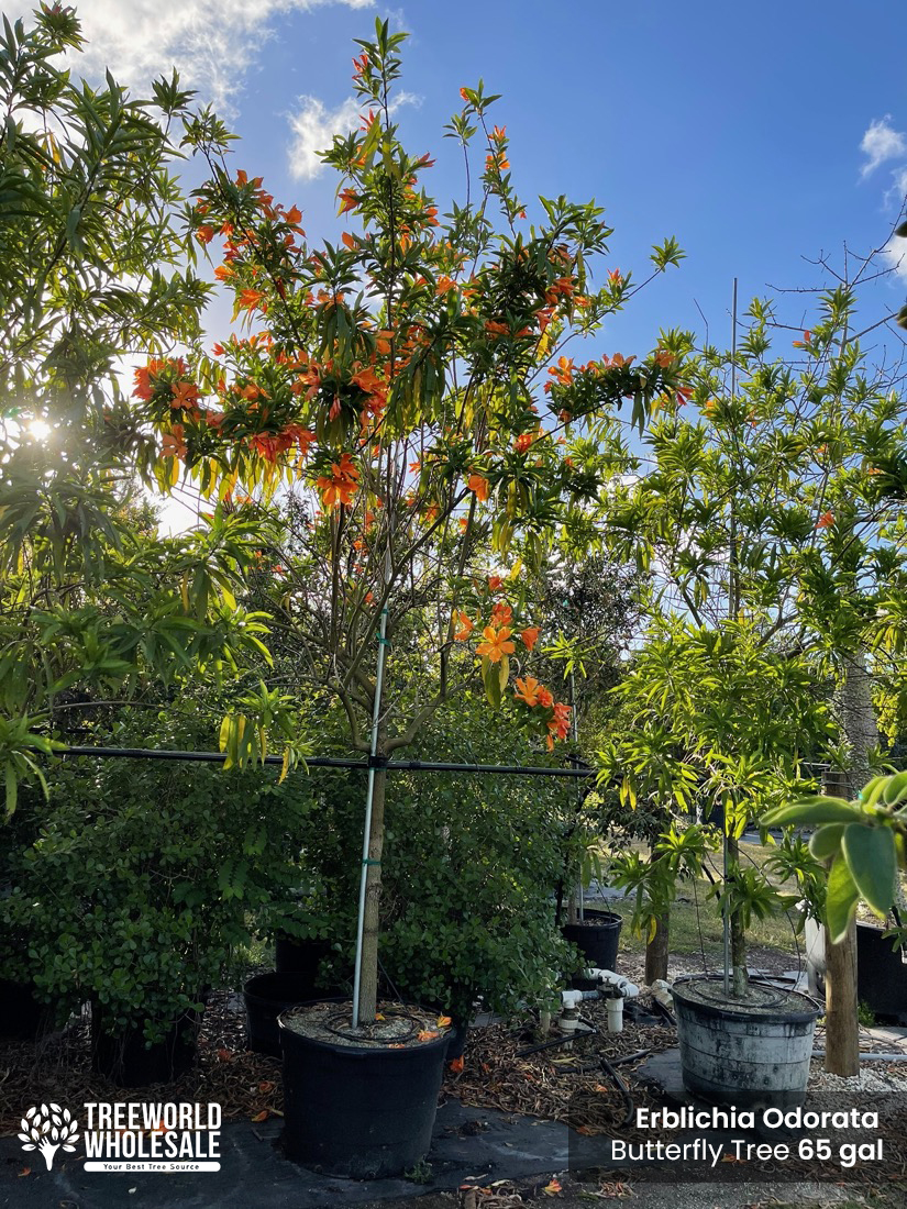 erblichia odorata - butterfly tree-65 gallons