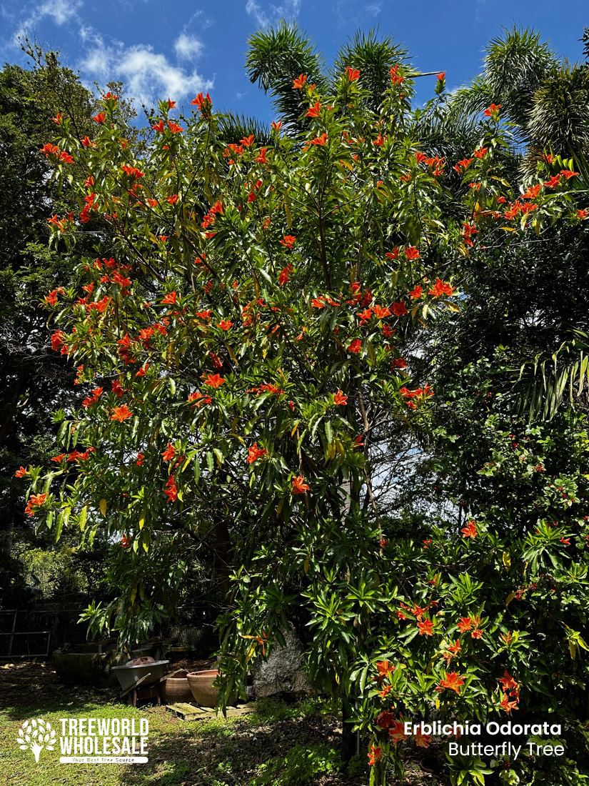 erblichia odorata - butterfly tree-specimen tree florida