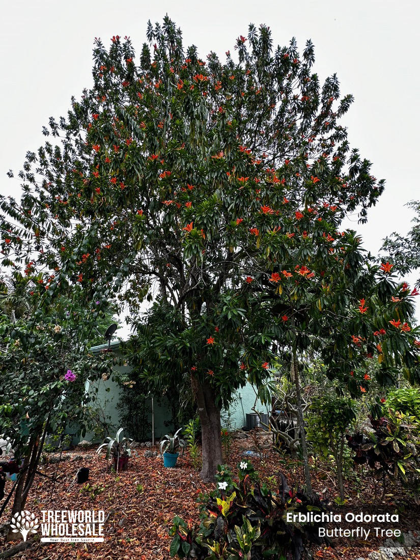 erblichia odorata - butterfly tree-specimen tree